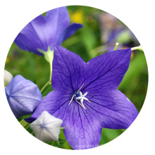 Hot Sale  Bulk Chinese Wild Garden Herb  Balloon Flower seeds